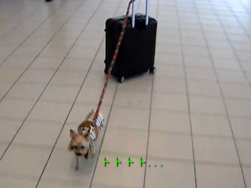 空港で荷物を運ぶ犬00
