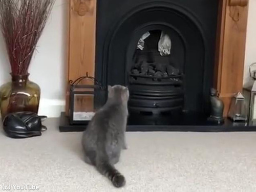 猫、暖炉に上ろうとするも失敗00