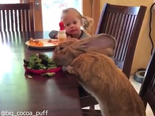 うちの大きなウサギは一緒に朝食を食べる00