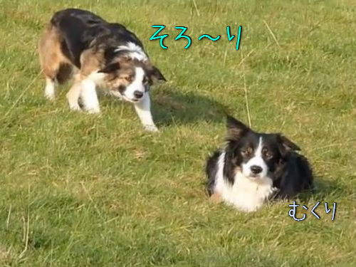 「犬が犬の背後から忍び寄る…」00