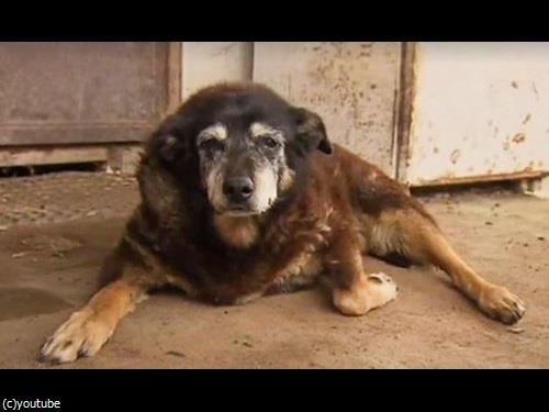 最高齢の犬マギーが亡くなる00