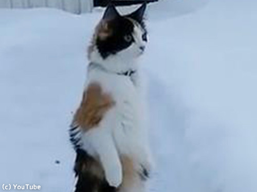 雪景色を見たうちの猫は00