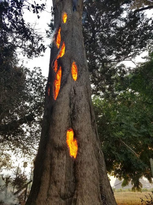 カリフォルニア北部の山火事で燃えている木01