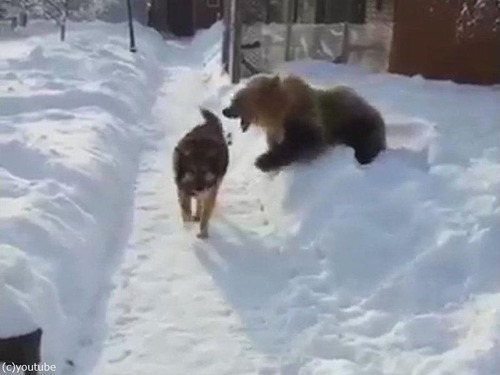 クマ「がおークマだぞぉー！」 犬「知ったこっちゃねー」04