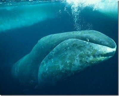 ホッキョククジラ