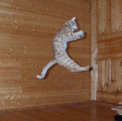 猫ジャンプ15