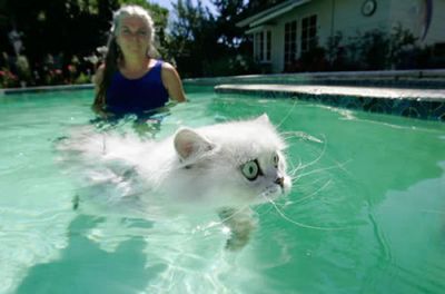 泳ぐ猫07