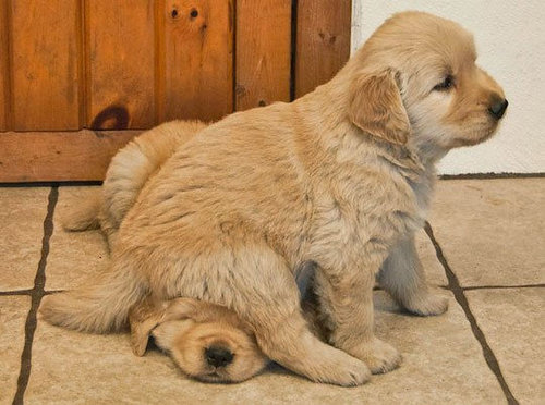 犬に踏まれた犬たち00