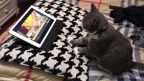 パン作りを学ぶ猫様03