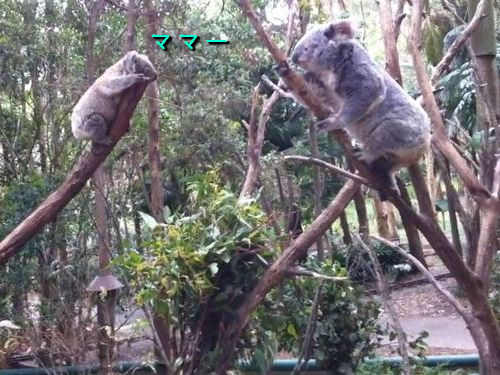 赤ちゃんコアラを助ける母コアラ