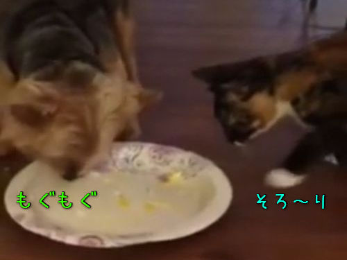 犬と猫が同じ皿でごはん00