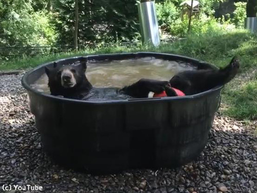 クマ、プールで涼む00