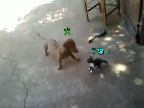 犬と子猫に母猫00