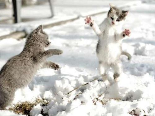 雪なんてへっちゃらな猫00