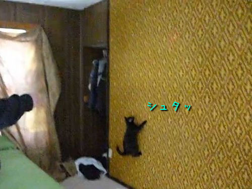 壁を自在に登る猫00