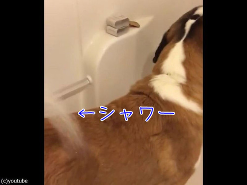 お風呂で犬をおとなしくさせるテクニック00