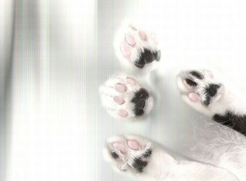 おいしそうな脚の女子校生 257脚目猫ガイジ隔離スレ [無断転載禁止]©bbspink.com	->画像>3183枚 