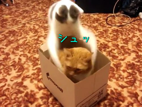 猫2匹と1箱00