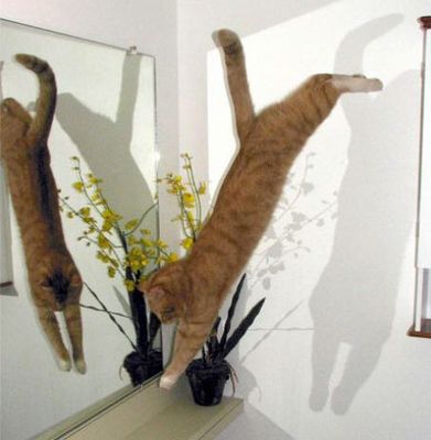 猫ジャンプ04