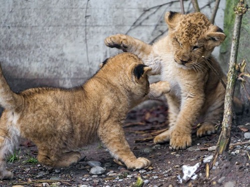 00Baby 赤ちゃん動物たち