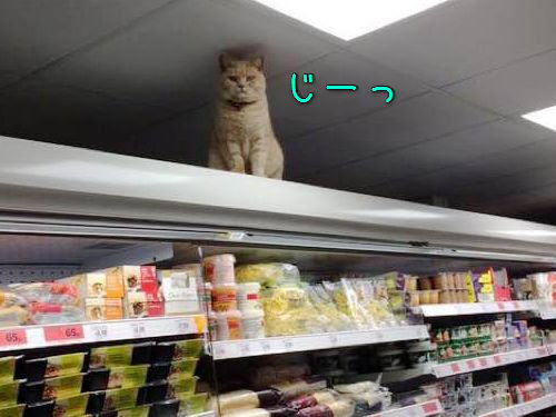 スーパーマーケットに住みついた猫00
