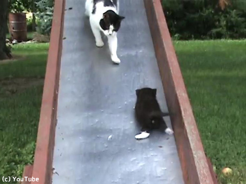 滑り台を落ちる子猫を助ける親猫…まさかのオチ00