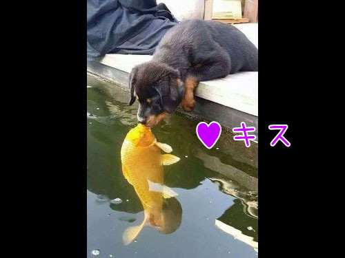 犬と魚の愛情00