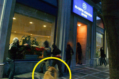 ギリシャの暴動犬15