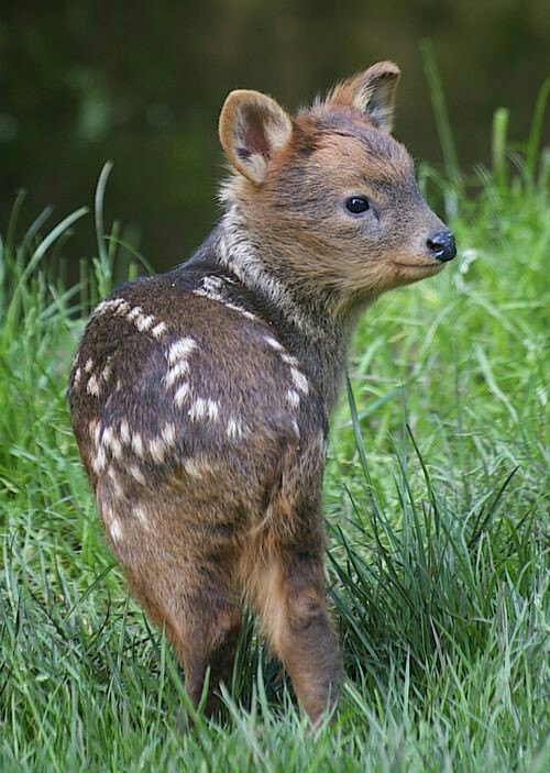 01Baby ֤ưʪA baby Pudu, the world's smallest deer
