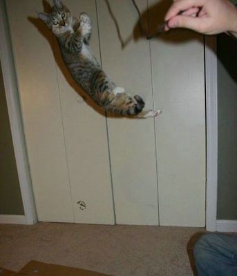 猫ジャンプ11