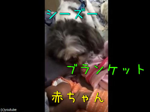 赤ちゃんにブランケットを掛けてあげる犬00