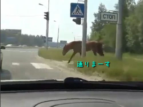 横断歩道を渡る馬
