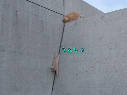 壁を登る子猫、迎える兄00