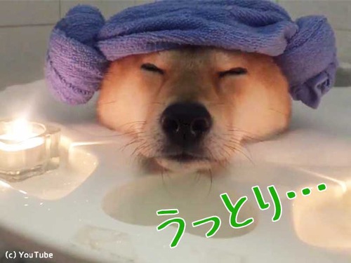 柴犬、泡風呂でリラックス00