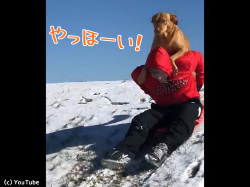 犬と一緒にそり遊び00