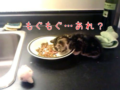 ご飯を食べる子猫…眠気に負ける00