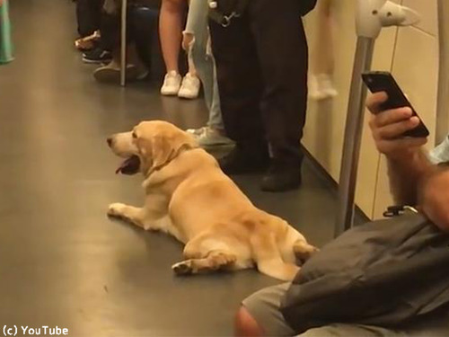 麻薬犬が地下鉄でリラックス00