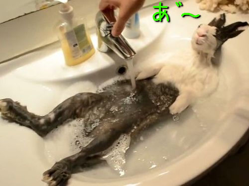 お風呂で極楽気分のウサギ00