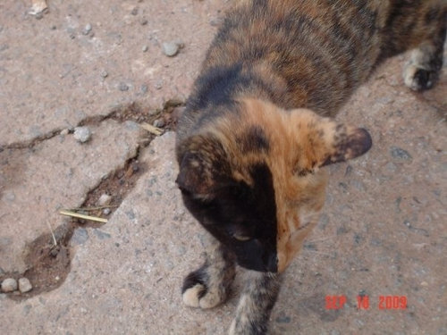 ねこ©bbspink.com	YouTube動画>22本 ->画像>1446枚 