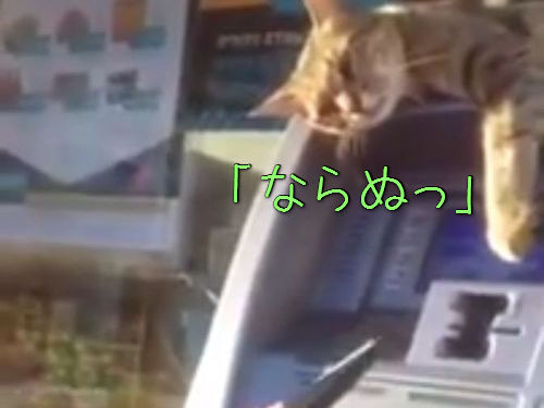 ATMの番猫00