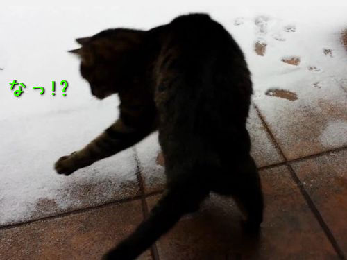 初めて雪に触れた猫00