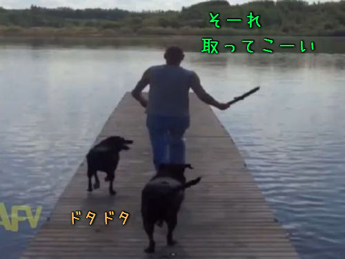 湖と犬00