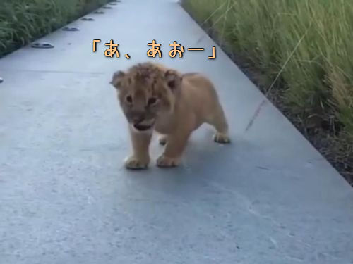 ライオンの赤ちゃん吠える00