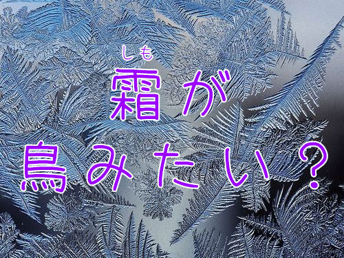 霜がまるで鳥のように見える00