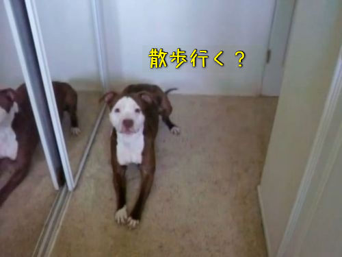 犬に「お風呂入る？」00