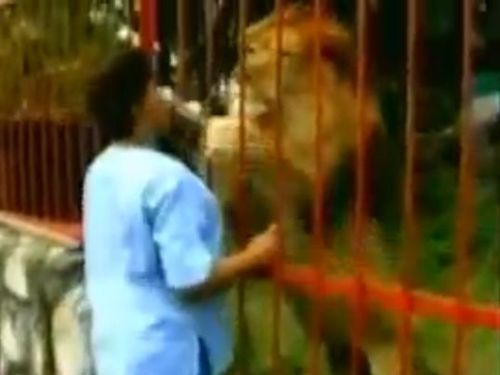 ライオンと再開01