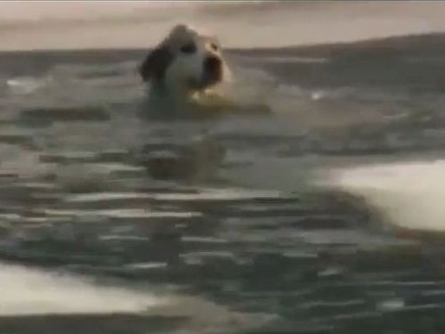 凍りつく湖から犬を救出