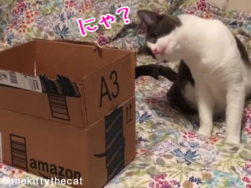 やっぱり猫は箱が好き00