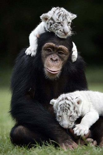 仲良しな動物たち31