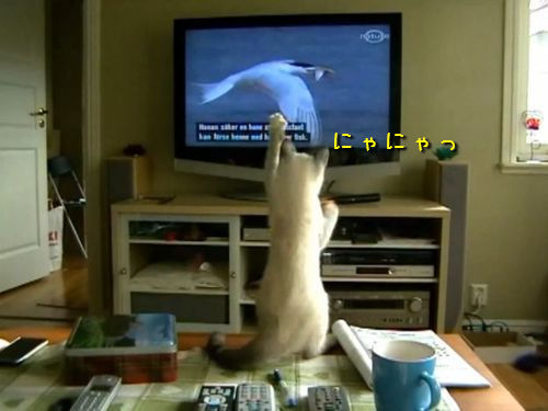 テレビの鳥を捕まえようとする猫